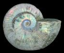 Inch Silver Iridescent Ammonite From Madagascar #4121-1